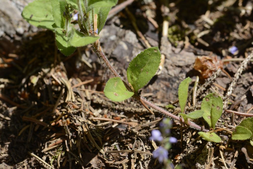 Veronica officinalis